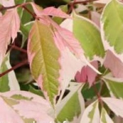 Acer negundo 'Flamingo'