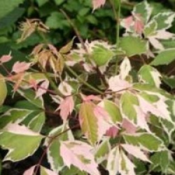 Acer negundo 'Flamingo'