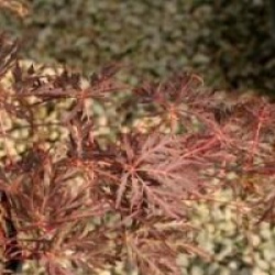 Acer palmatum var. dissectum 'Inaba-shidare'