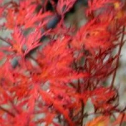 Acer palmatum var. dissectum 'Seiryu'