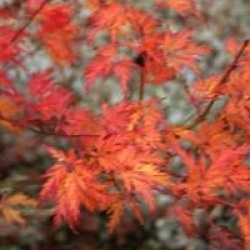 Acer palmatum var. dissectum 'Seiryu'