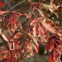 Acer palmatum var. dissectum 'Orangeola'