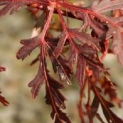 Acer palmatum var. dissectum 'Orangeola'