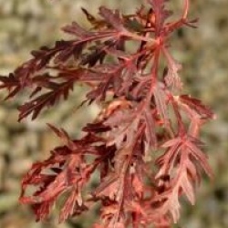 Acer palmatum var. dissectum 'Orangeola'