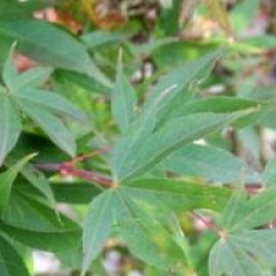Acer palmatum var. heptalobum