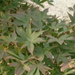 Acer palmatum var. heptalobum