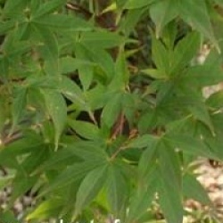 Acer palmatum var. heptalobum