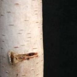 Betula pendula 'Bibor'