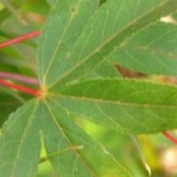 Acer palmatum var. heptalobum