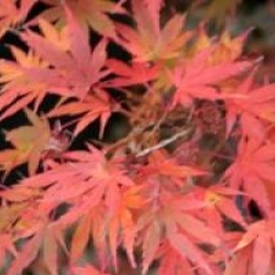 Acer palmatum 'Okushimo'
