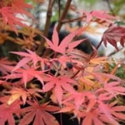 Acer palmatum 'Okushimo'