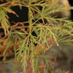 Acer palmatum var. dissectum 'Ornatum'