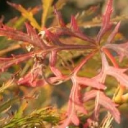 Acer palmatum var. dissectum 'Ornatum'