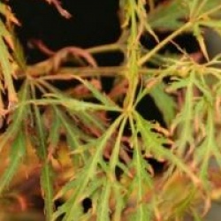 Acer palmatum var. dissectum 'Ornatum'