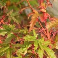 Acer palmatum Phoenix