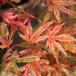 Acer palmatum 'Phoenix'