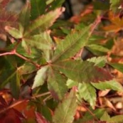 Acer palmatum 'Redwine' 
