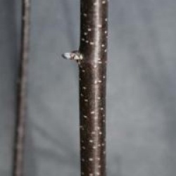 Betula pendula 'Bibor'