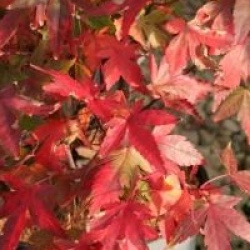 Acer palmatum 'Redwine'  - Acer palmatum Redwine