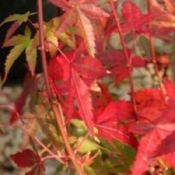 Acer palmatum 'Redwine' 