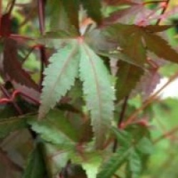 Acer palmatum 'Redwine' 