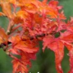 Acer palmatum 'Shishigashira'
