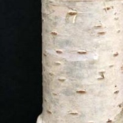 Betula pendula 'Long Trunck'