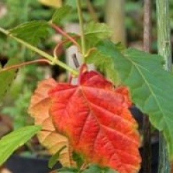 Acer pensylvanicum