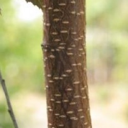 Betula pendula 'Purpurea'