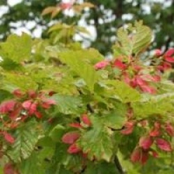 Acer tataricum subsp. ginnala 'Compacta'