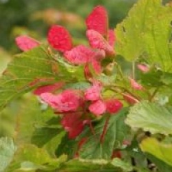Acer tataricum subsp. ginnala 'Compacta'