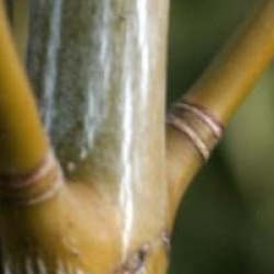 Acer tegmentosum - �rable tegmentosum