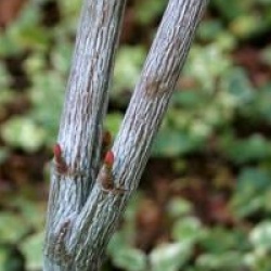 Acer x conspicuum 'Candy Stripe'