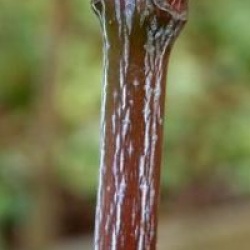 Acer x conspicuum 'Candy Stripe'