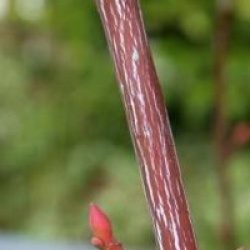 Acer x conspicuum 'Candy Stripe'