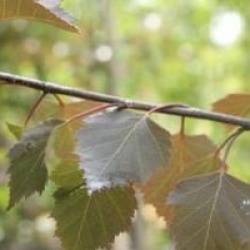 Betula pendula 'Purpurea'