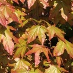 Acer x zoeschense 'Annae'