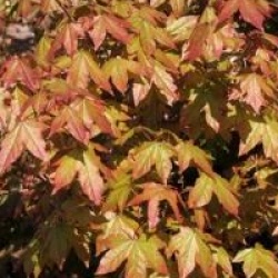 Acer x zoeschense 'Annae'