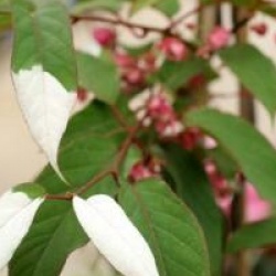 Actinidia pilosula