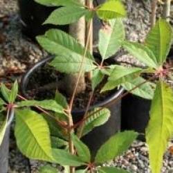 Aesculus chinensis