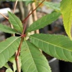 Aesculus chinensis