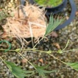 Alnus glutinosa 'Imperialis'