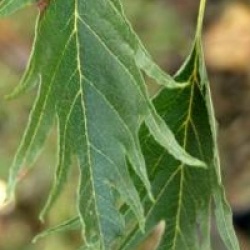 Alnus glutinosa 'Imperialis'