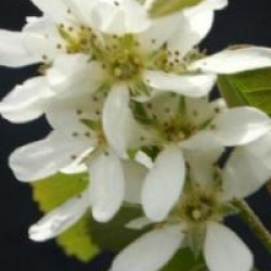 Amelanchier alnifolia 'Obelisk' cov 