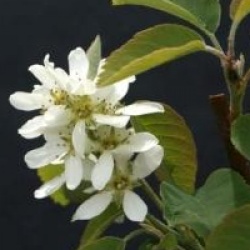 Amelanchier alnifolia 'Obelisk' cov 