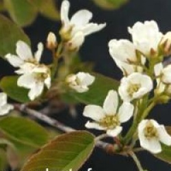 Amelanchier spicata
