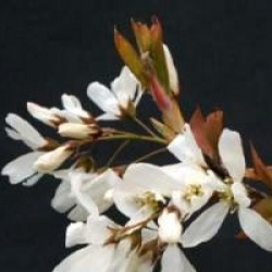Amelanchier x grandiflora 'Ballerina'