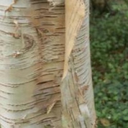 Bouleau de l'Himalaya