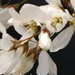 Amelanchier x grandiflora 'Ballerina'