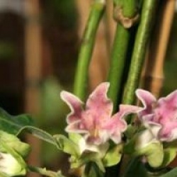 Araujia sericifera 'Rosea'
